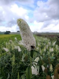 Close-up of plants on field against cloudy sky