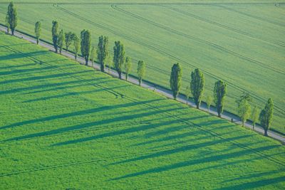 High angle view of agricultural field