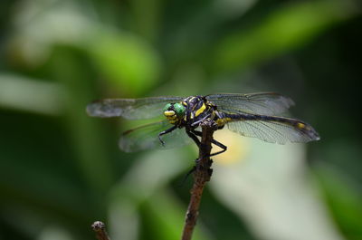 Close-up of dragonfly on leaf