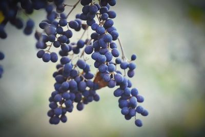 Close-up of plant against blurred background