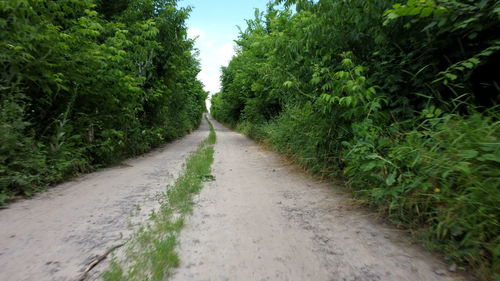 Road amidst trees