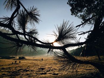 Silhouette trees on field against sky