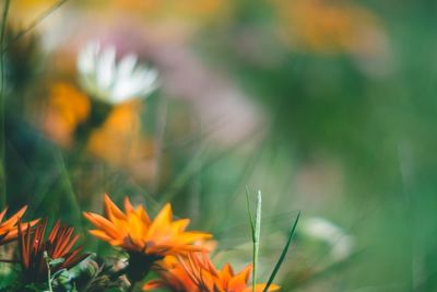 Close-up of orange flowering plants on field