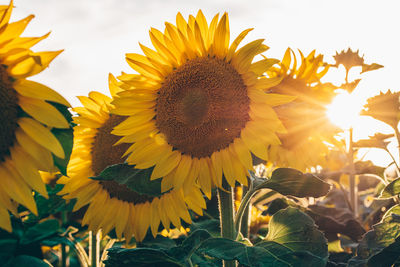 Close-up of sunflower