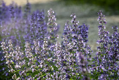 Close-up of purple flowering plants on field