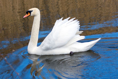 Swan swimming in lake