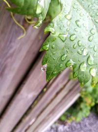 Close-up of wet leaf