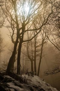 Bare trees on snow covered land against sky