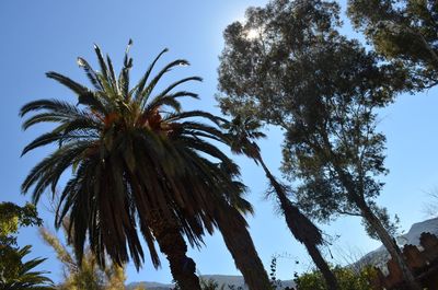 Low angle view of palm trees against clear sky