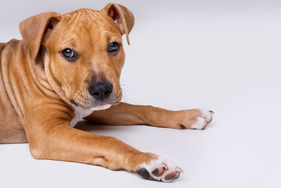 Close-up portrait of a dog over white background