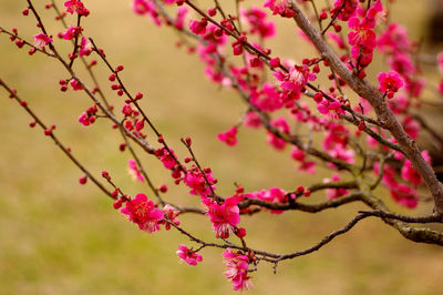 Close-up of pink cherry blossom