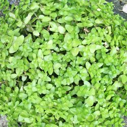 Full frame shot of leaves