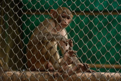 Close-up of monkey sitting next to chain link fence