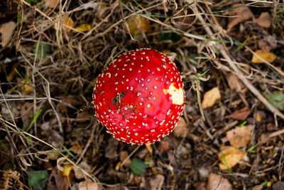 High angle view of fly agaric mushroom on field