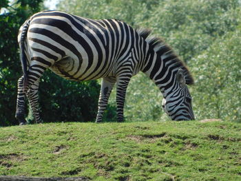 Zebras in a field