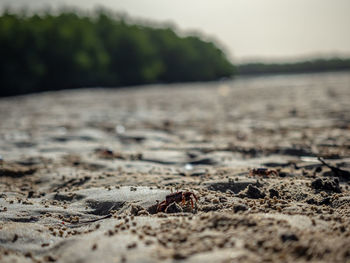 Surface level of sandy beach