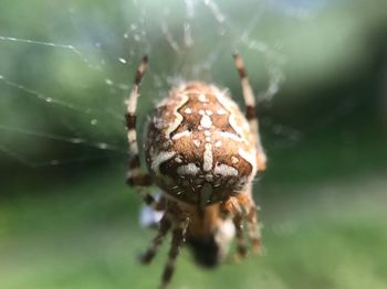 Close-up of spider