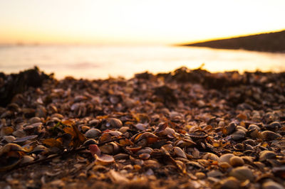 Close-up of pebbles on beach during sunset