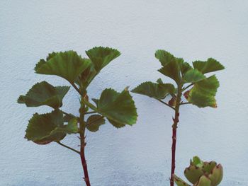 Close-up of leaves on tree