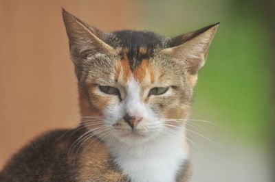 Close-up portrait of cat