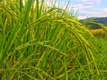 Close-up of crops growing on field against sky