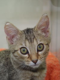 Close-up portrait of cat