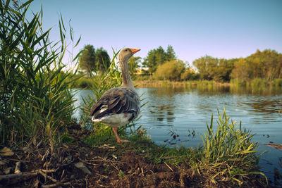 Duck in a lake