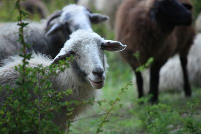 View of a sheep on field
