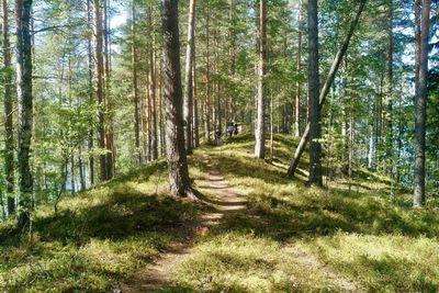 Trees growing in forest