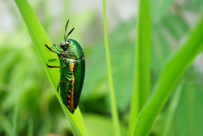 Close-up of insect on leaf