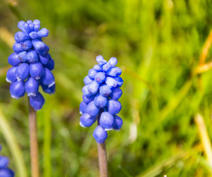 Close-up of fresh purple flowers blooming outdoors