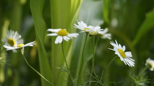 Close-up of white flowering plants