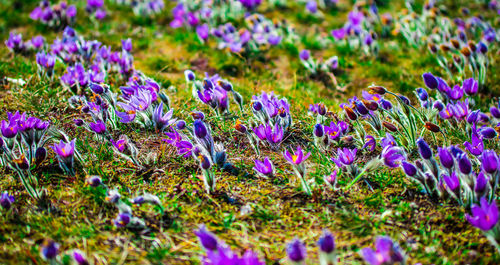 Close-up of purple crocus flowers on field