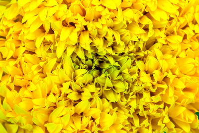 Full frame shot of yellow flowering plant