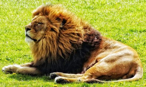 Cat relaxing on grassy field