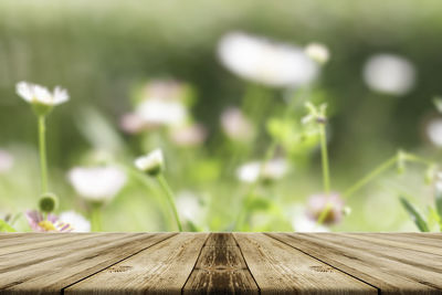 Close-up of wooden bench in park