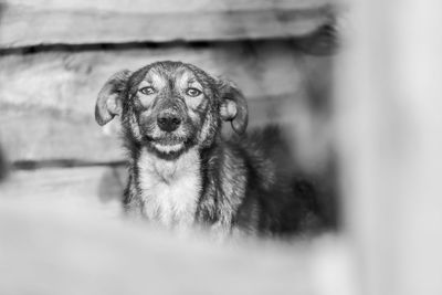 Close-up portrait of dog looking at camera