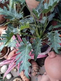 High angle view of person holding plants