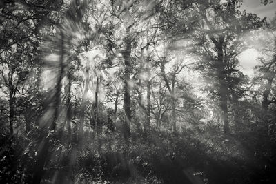 Low angle view of trees in forest