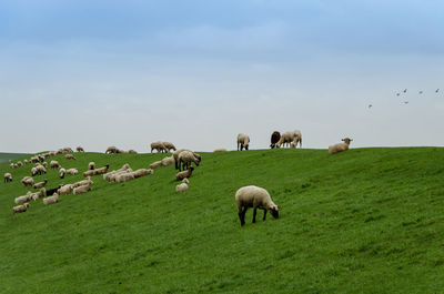 Sheep grazing in a field