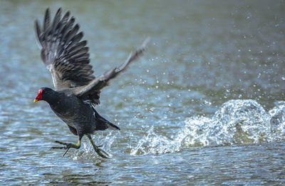 Bird flying over sea