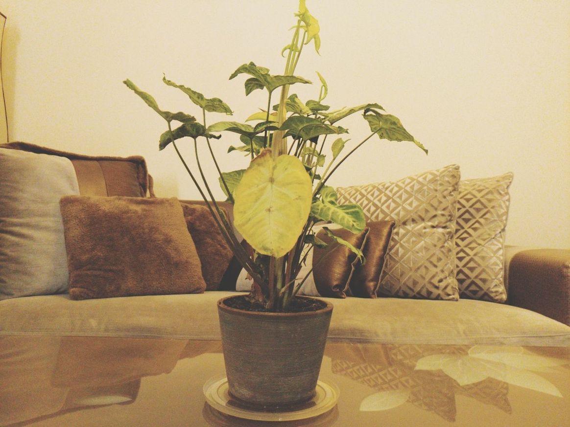 CLOSE-UP OF POTTED PLANTS ON TABLE