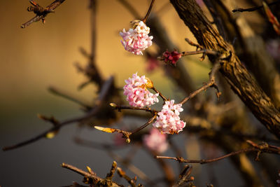 Close-up of pink cherry blossoms in spring