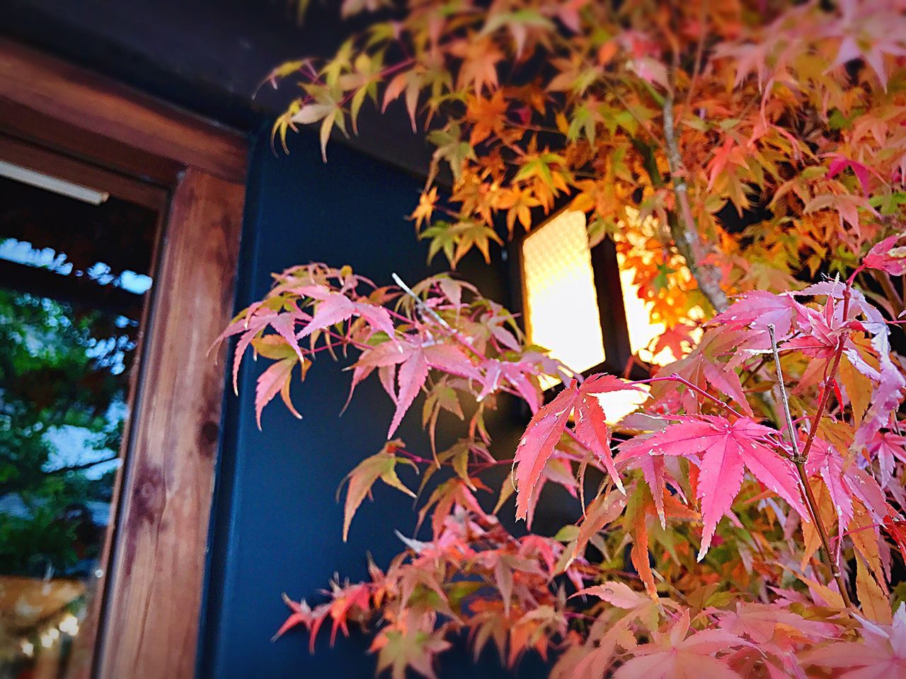 building exterior, no people, architecture, built structure, leaf, night, autumn, low angle view, nature, outdoors, sky, fragility, close-up, illuminated, beauty in nature, maple leaf