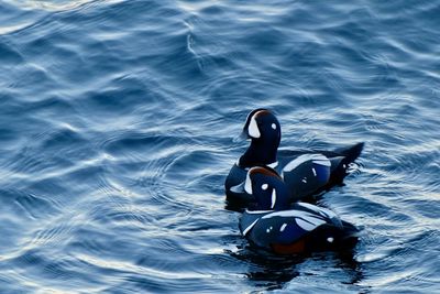 Ducks swimming