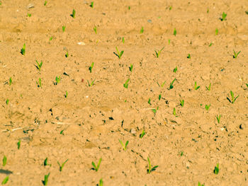 Close-up of sand on field