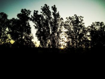 Close-up of silhouette trees against sky