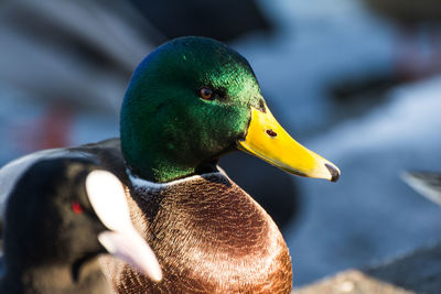 Male mallard or wild duck, anas platyrhynchos. close-up
