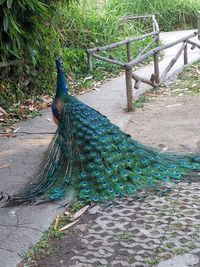 Peacock on footpath in zoo