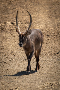Male common waterbuck walking over rocky ground